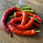 Oak Summit 2026 Fushimi pepper - photo 4