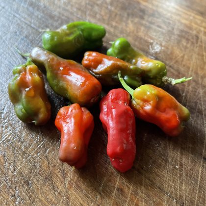 Oak Summit 2026 Pepperoncini pepper - photo 5