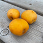 Manchurian Apricot Seeds (Prunus mandshurica)  - Cold Hardy Apricot Tree - (Zone 3) - 9 Seeds