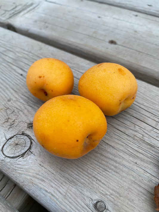 Manchurian Apricot Seeds (Prunus mandshurica)  - Cold Hardy Apricot Tree - (Zone 3) - 9 Seeds