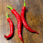 Fushimi - Graines de poivre - Piment doux japonais héritage - 10+ graines