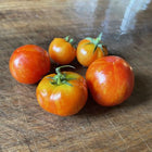 
Dwarf Ruby Slippers
