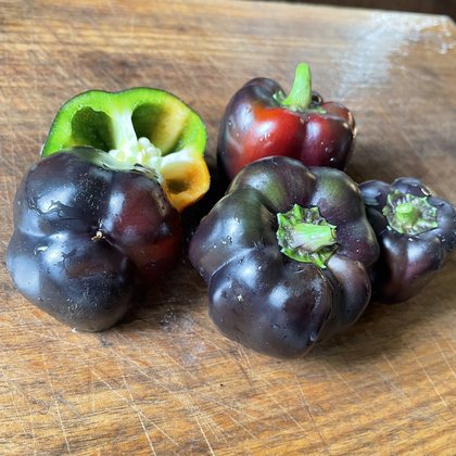 Oak Summit 2026 Purple Beauty pepper - photo 6