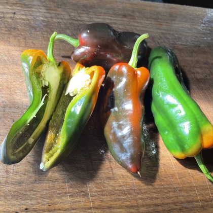 Oak Summit 2026 Poblano pepper - photo 6