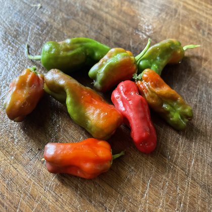 Oak Summit 2026 Pepperoncini pepper - photo 6