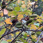 Graines de bouleau rouge (Betula occidentalis) - 500+ graines