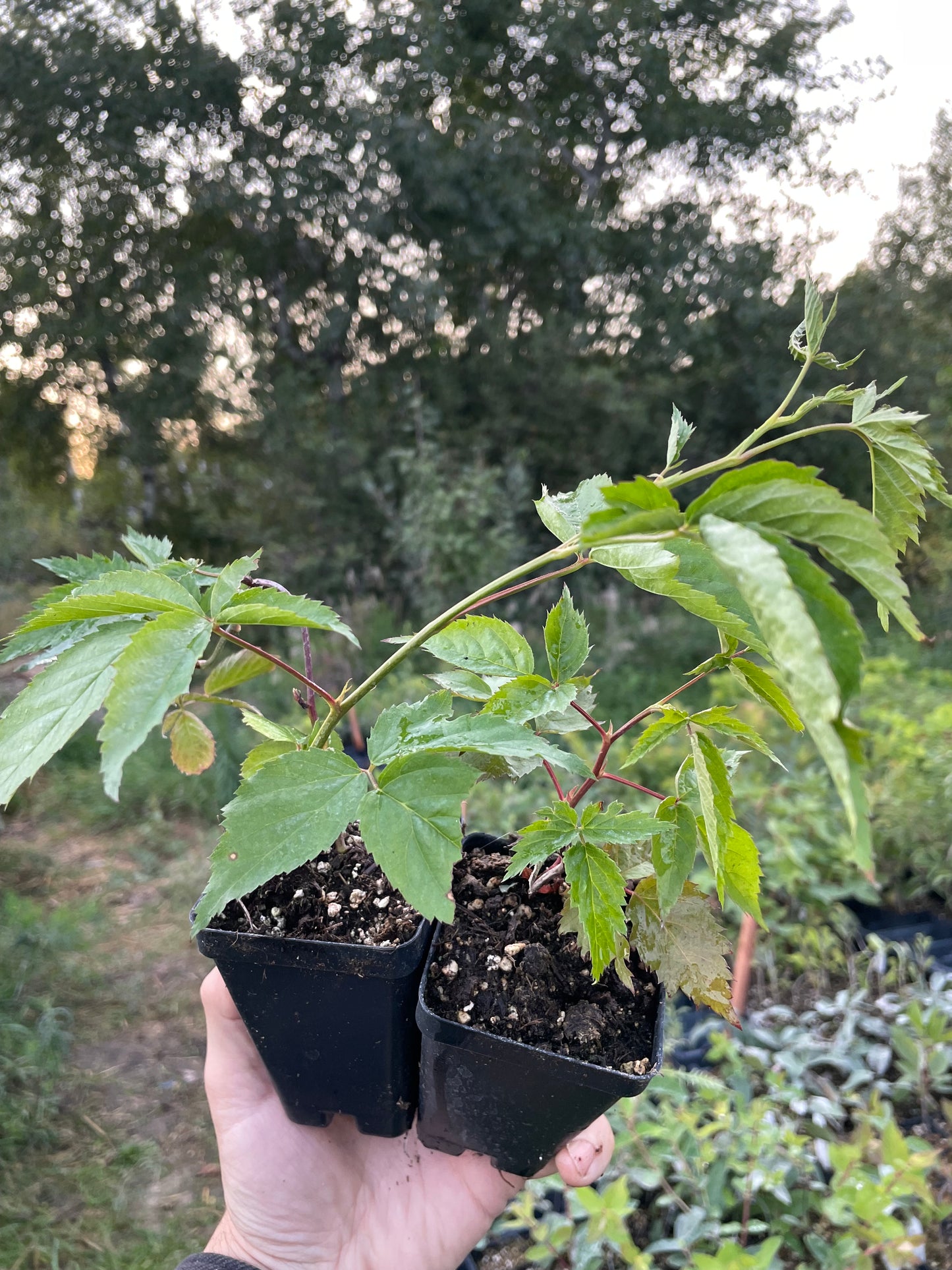 Native Blackberry (Rubus sp.)