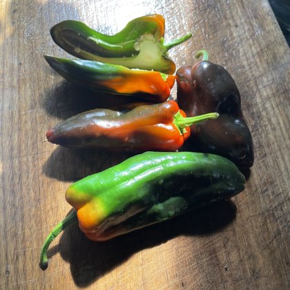Oak Summit 2026 Poblano pepper - photo 7