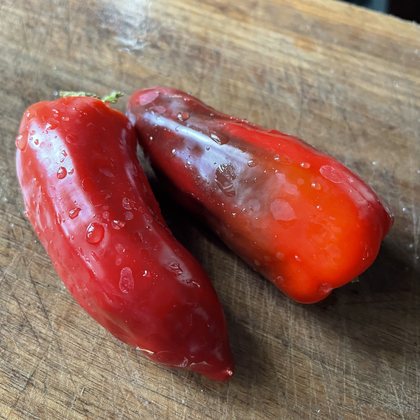 Oak Summit 2026 Poblano pepper - photo 8