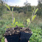 Goji amarillo (Lycium barbarum 'Yellow') Zona 5