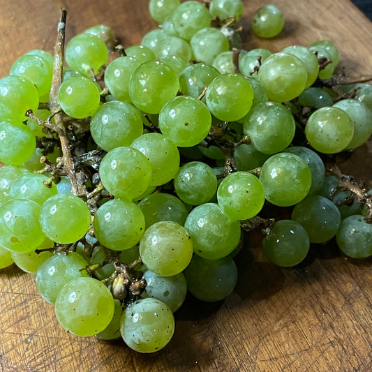 Brianna Grape Seeds (Vitis labrusca x Vitis vinifera) - Cold Hardy Green Grape - Zone 3 - 30+ Seeds