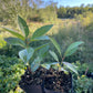New Oka Cherry Plum (Prunus besseyi x Prunus salicina)