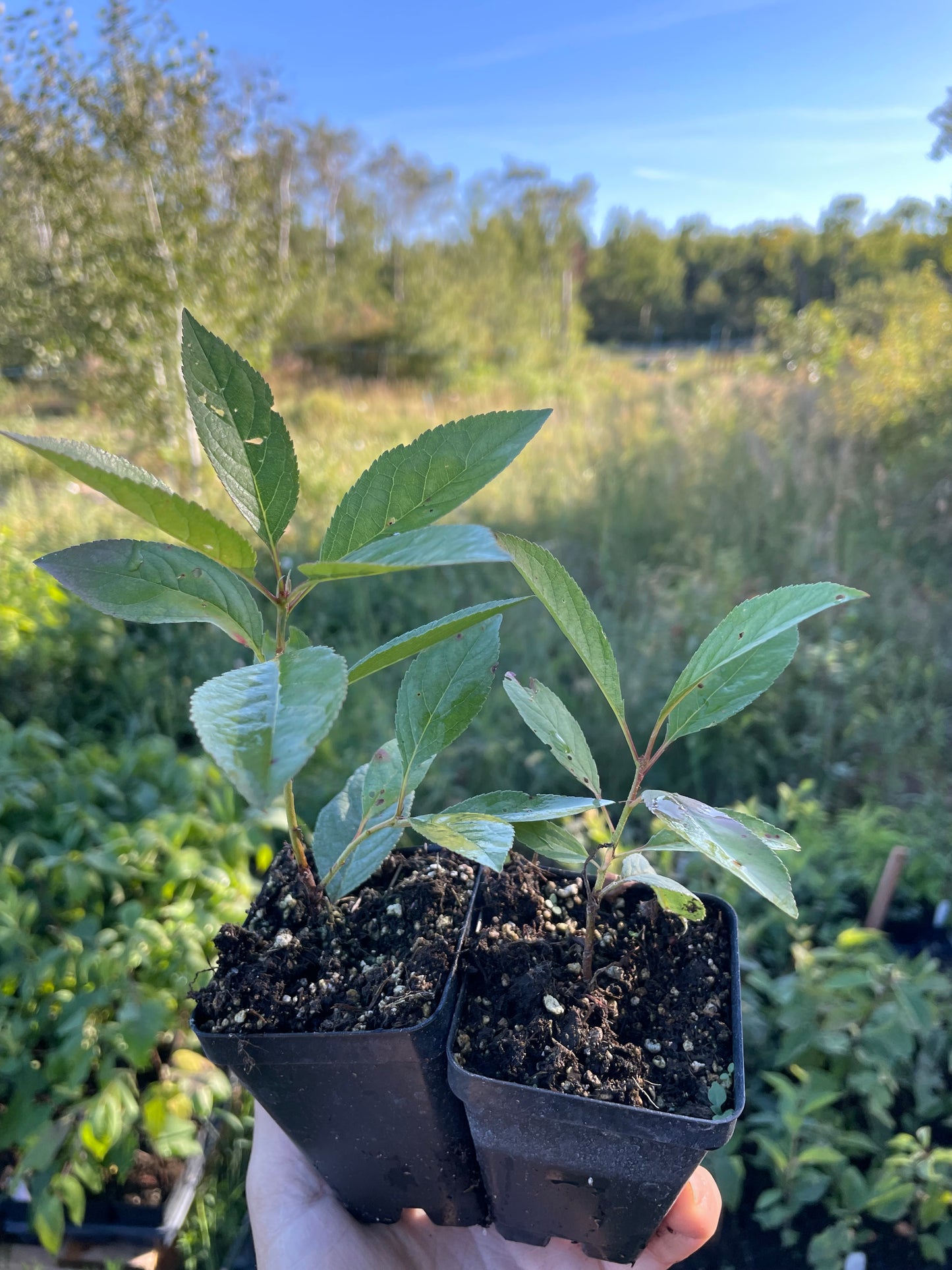 New Oka Cherry Plum (Prunus tomentosa x Prunus salicina 'New Oka')