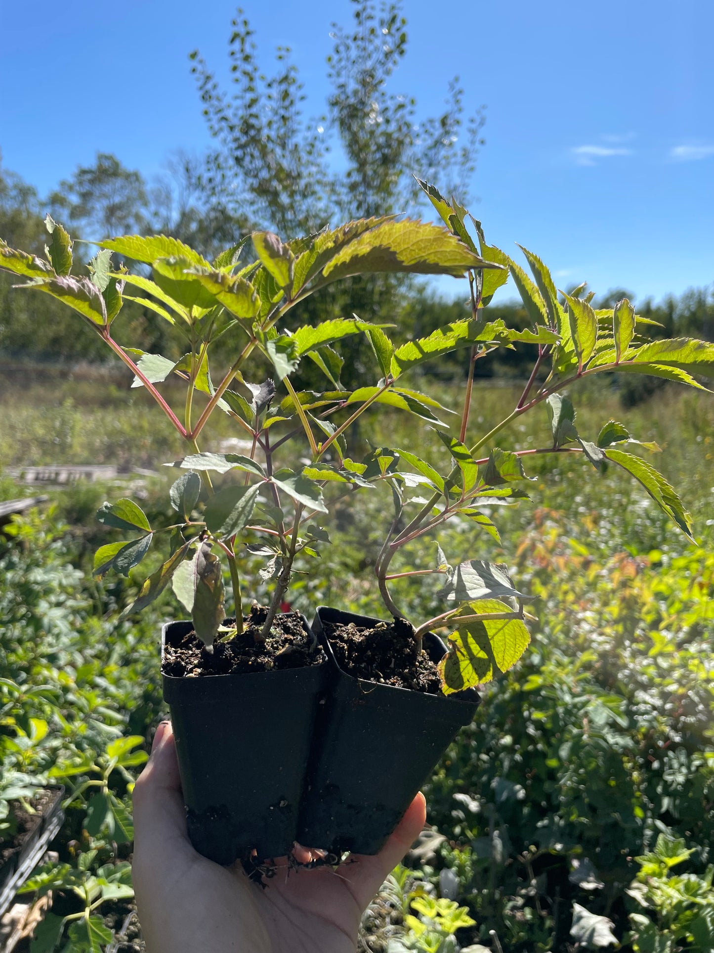 Magnolia Hill Elderberry (Sambucus canadensis ‘Magnolia Hill’) - Zone 3