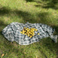 Manitoba Black Walnut (Juglans nigra)