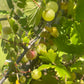 Grosella espinosa (Ribes sp.) - Planta perenne - Arbusto de bayas - Zona 3 - Más de 50 semillas