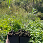 Leikora Sea Buckthorn (Hippophae rhamnoides ‘Leikora’)