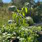 Manitoba Black Walnut (Juglans nigra)