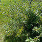 Sapalta Cherry Plum (‘Sapa’ × Prunus sp.)