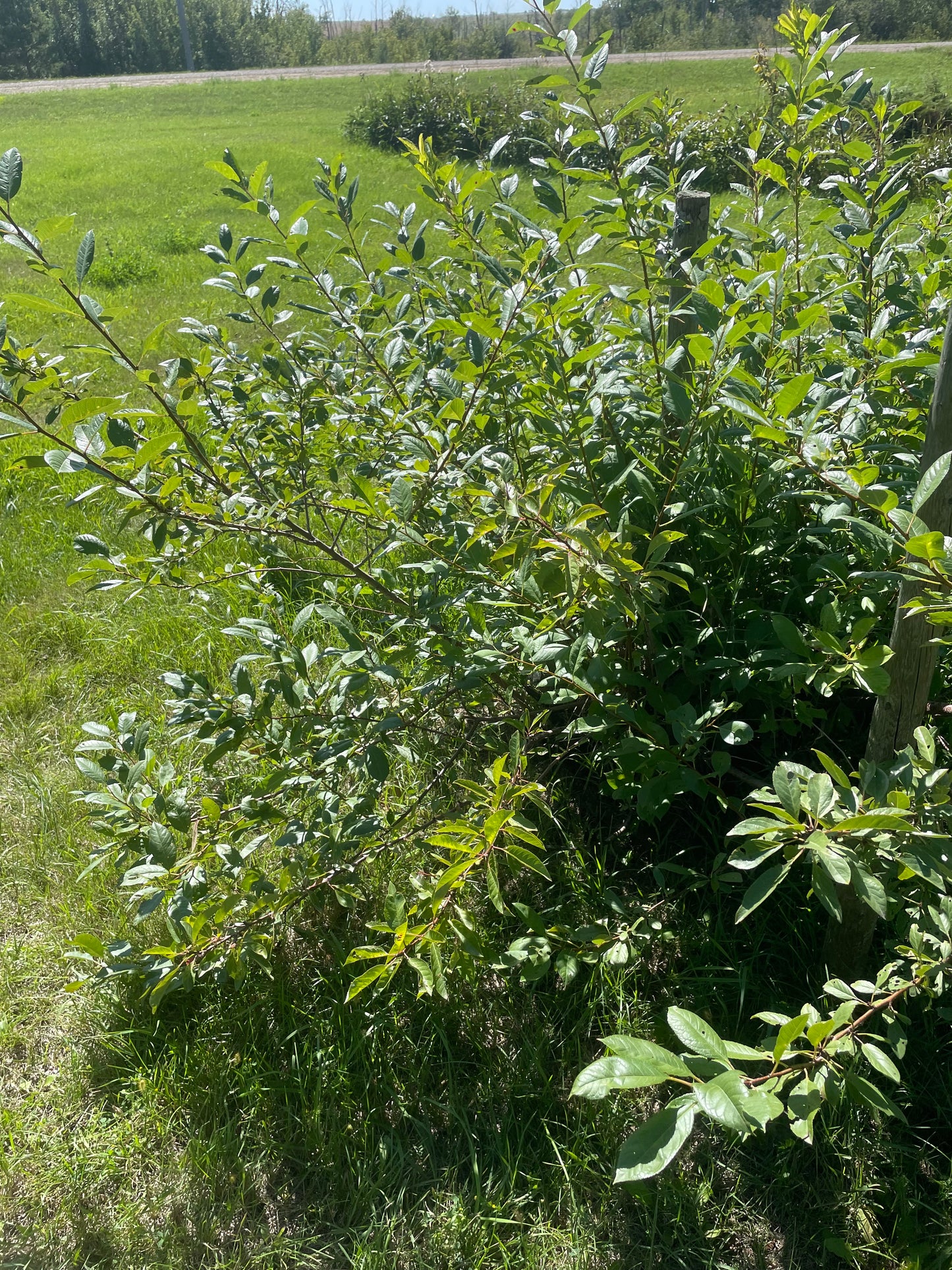 Prunier-cerise Sapalta (Prunus besseyi x Prunus salicina 'Kappa')