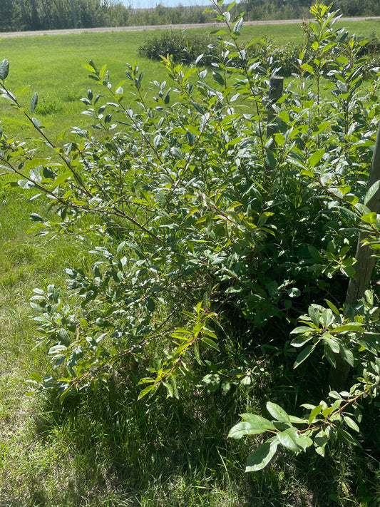 Sapalta Cherry Plum (Prunus besseyi x Prunus salicina 'Kappa')