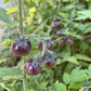 Graines de myrtilles et de tomates - Tomates anciennes - 25+ graines
