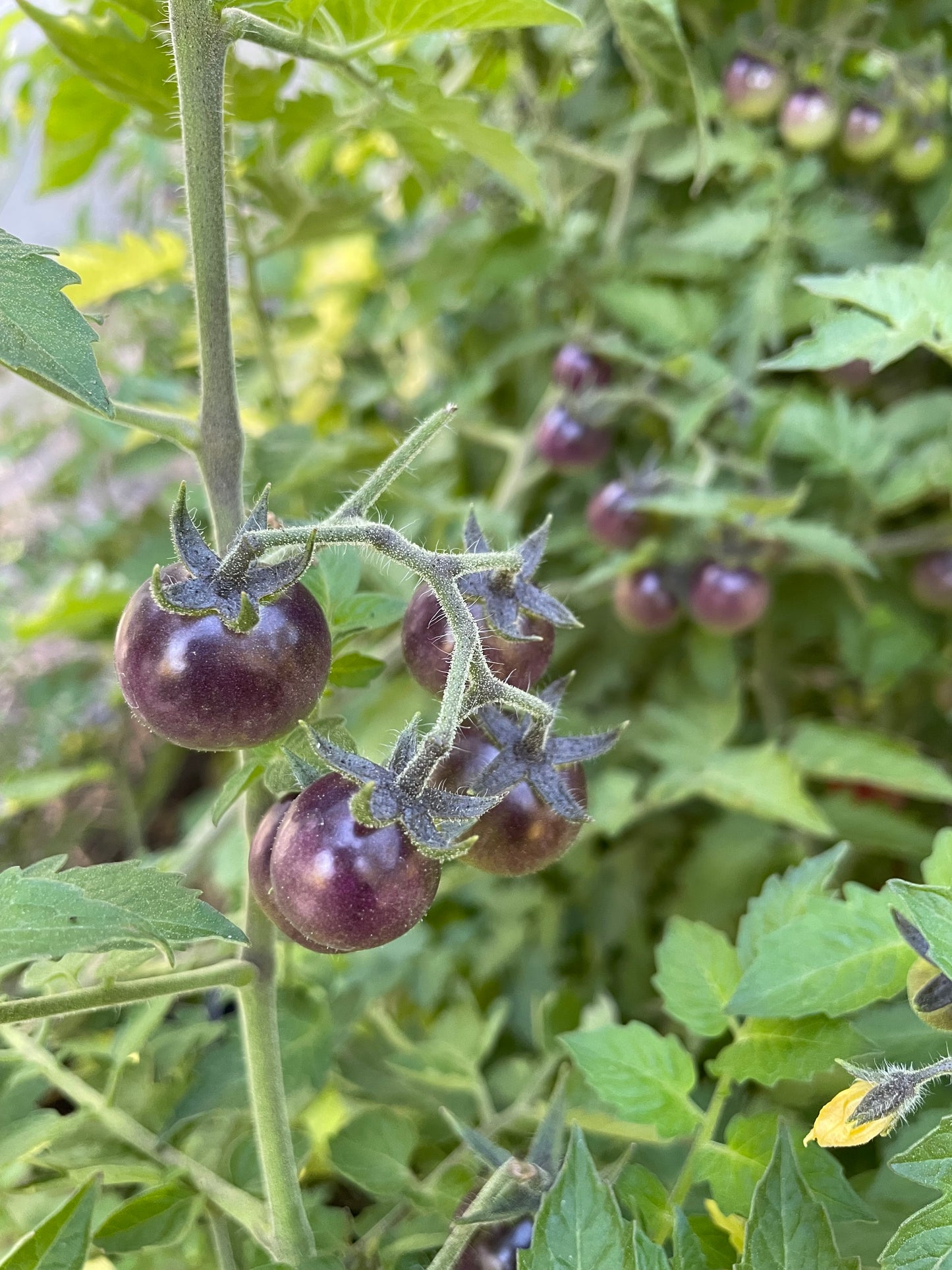 Blueberry - Tomato Seeds - Heirloom Tomato - 25+ Seeds