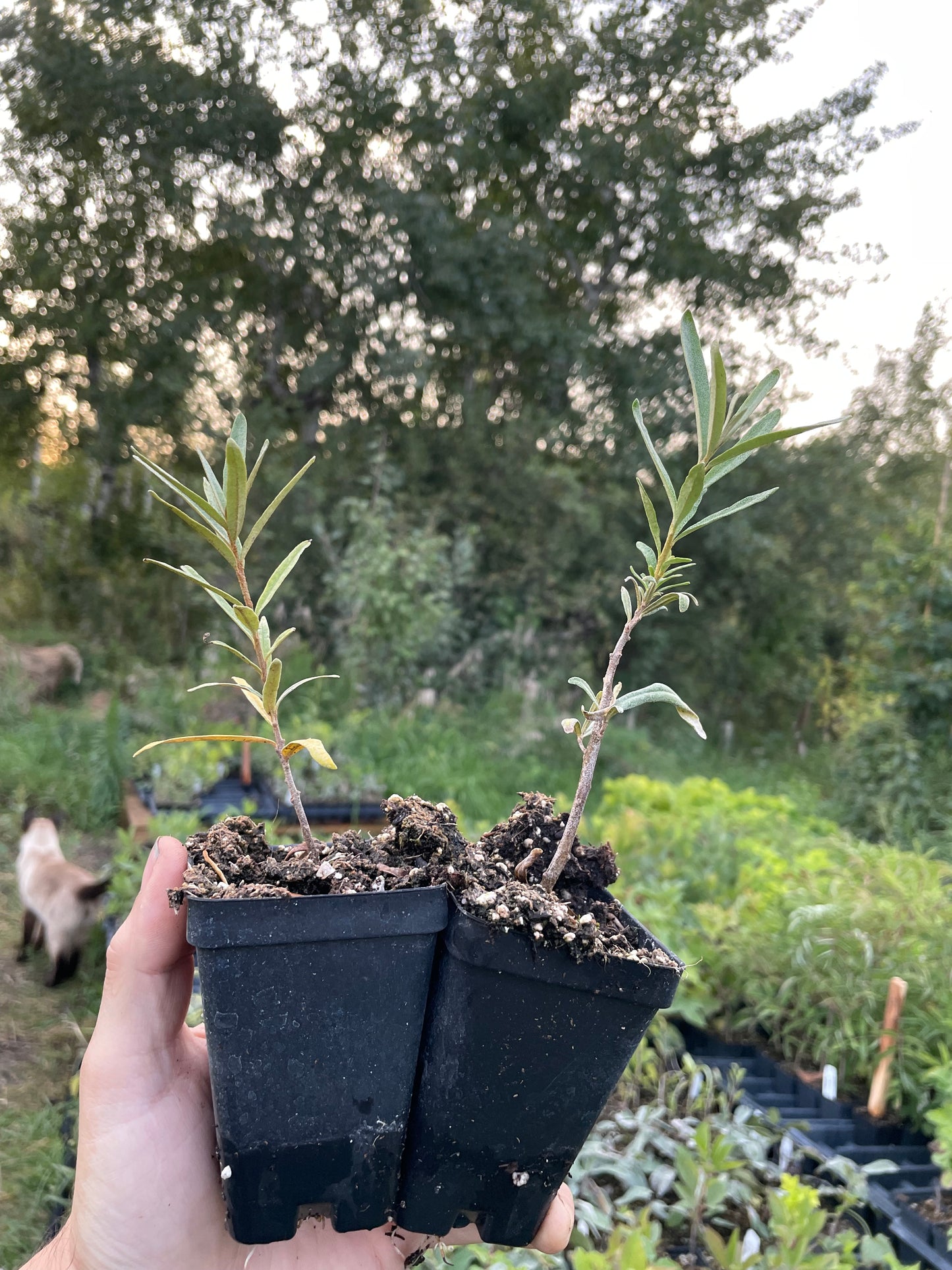 Prorachnaya Sea Buckthorn (Hippophae rhamnoides 'Prorachnaya')