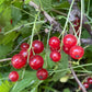 Grosella roja (Ribes rubrum) - Arbusto de bayas - Zona 3 - Más de 100 semillas