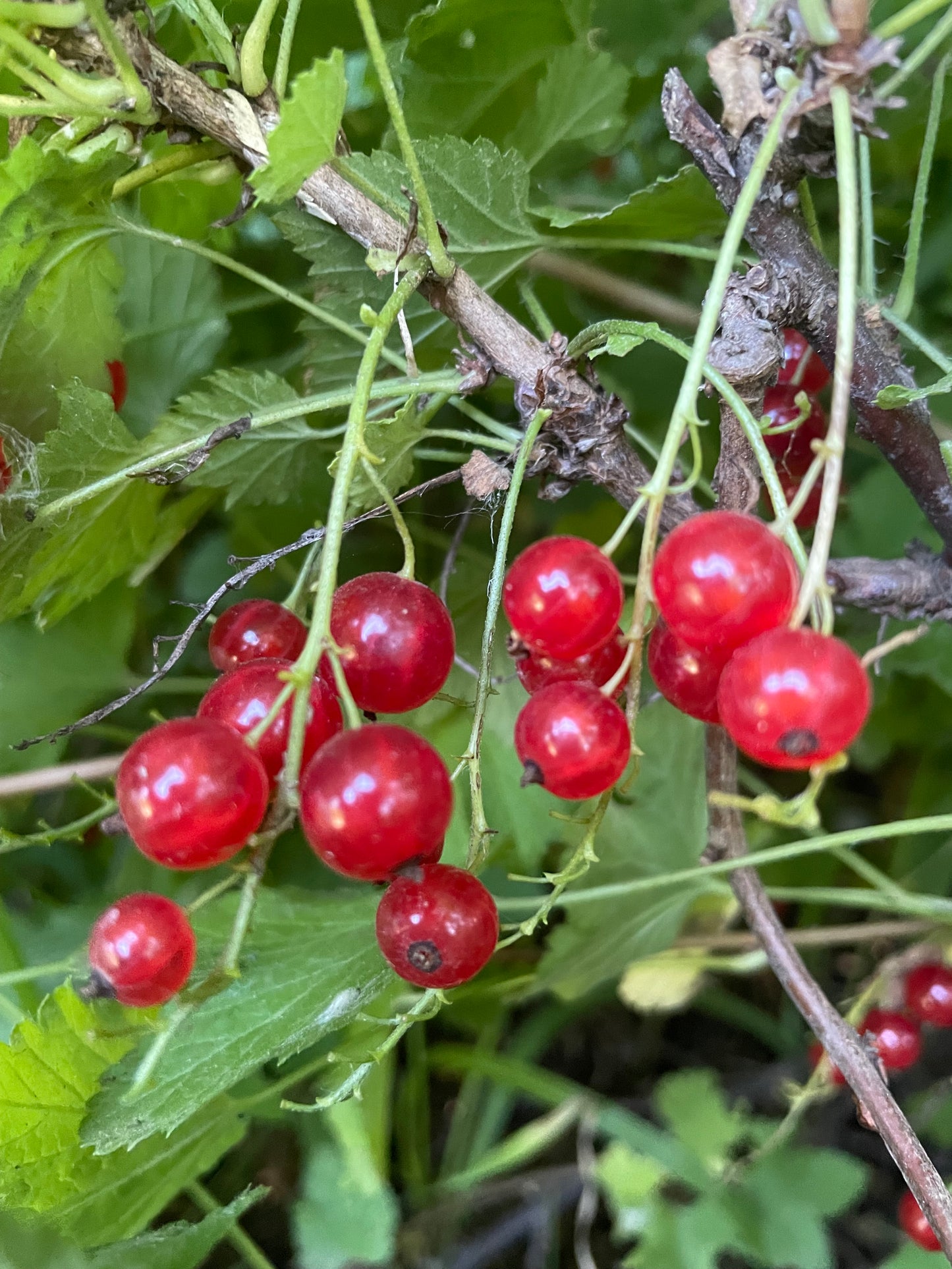 Red Currant (Ribes rubrum) -  Berry Bush - Zone 3 - 100+ Seeds