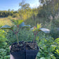 Highbush Cranberry (Viburnum trilobum)