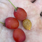 Cherry Prinsepia (Prinsepia sinensis) - Zone 3 - 12+ Seeds