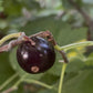 Oak Summit Nursery Instagram post image 1785637543_DbhVkNHlPCG_2
