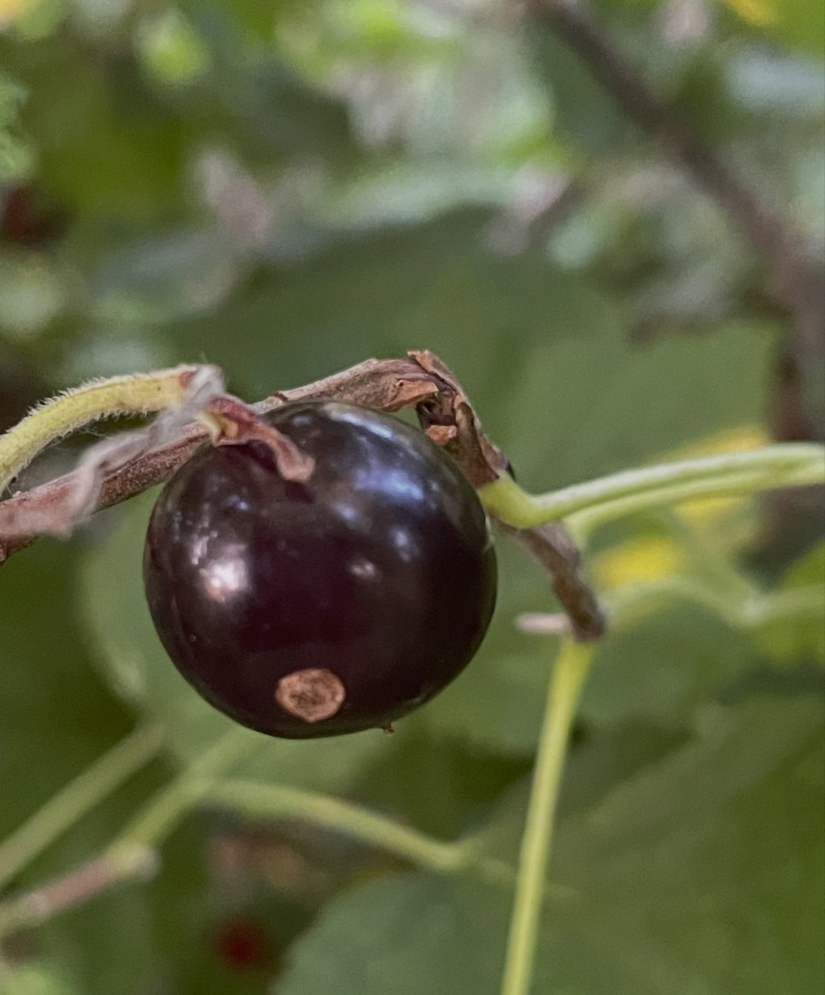 Oak Summit Nursery Instagram post image 1785637543_DbhVkNHlPCG_2