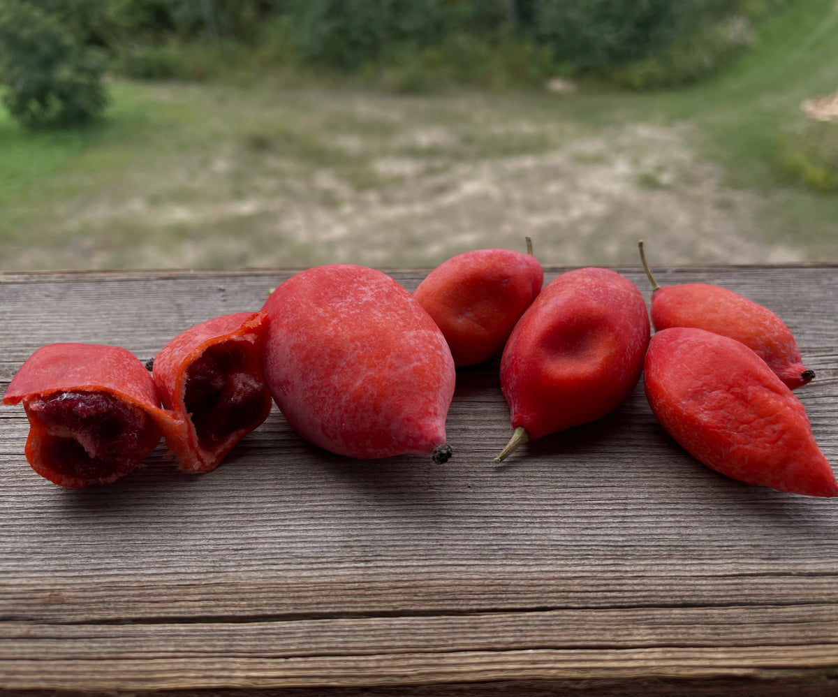 Himalayan Mayapple red fruit after seed collection