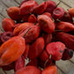 Himalayan Mayapple fruit gathered for seed cleaning
