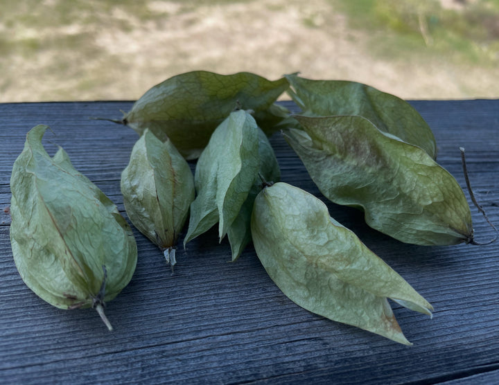 American Bladdernut papery pods from the Manitoba seed collection