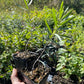 Altaiskaya Sea Buckthorn (Hippophae rhamnoides ‘Altaiskaya’)