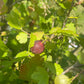 Grosella espinosa (Ribes sp.) - Planta perenne - Arbusto de bayas - Zona 3 - Más de 50 semillas
