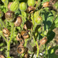 Graines de tabac sauvage (Nicotiana rustica, tabac aztèque) – Annuelle – 250+ graines