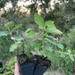 Indigo Gem Haskap (Lonicera caerulea 'Indigo Gem')