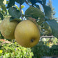 Morden Russet Apple Tree