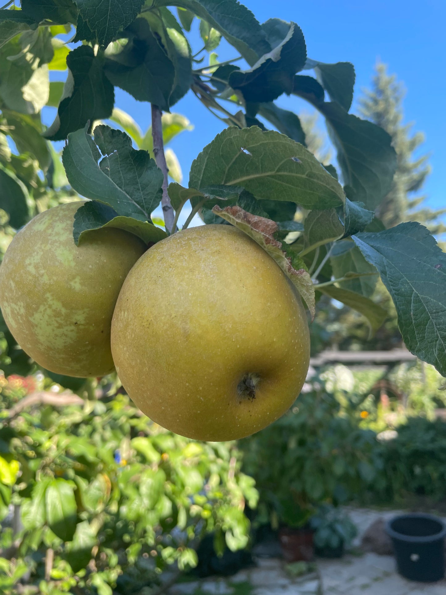 Pommier Morden Russet