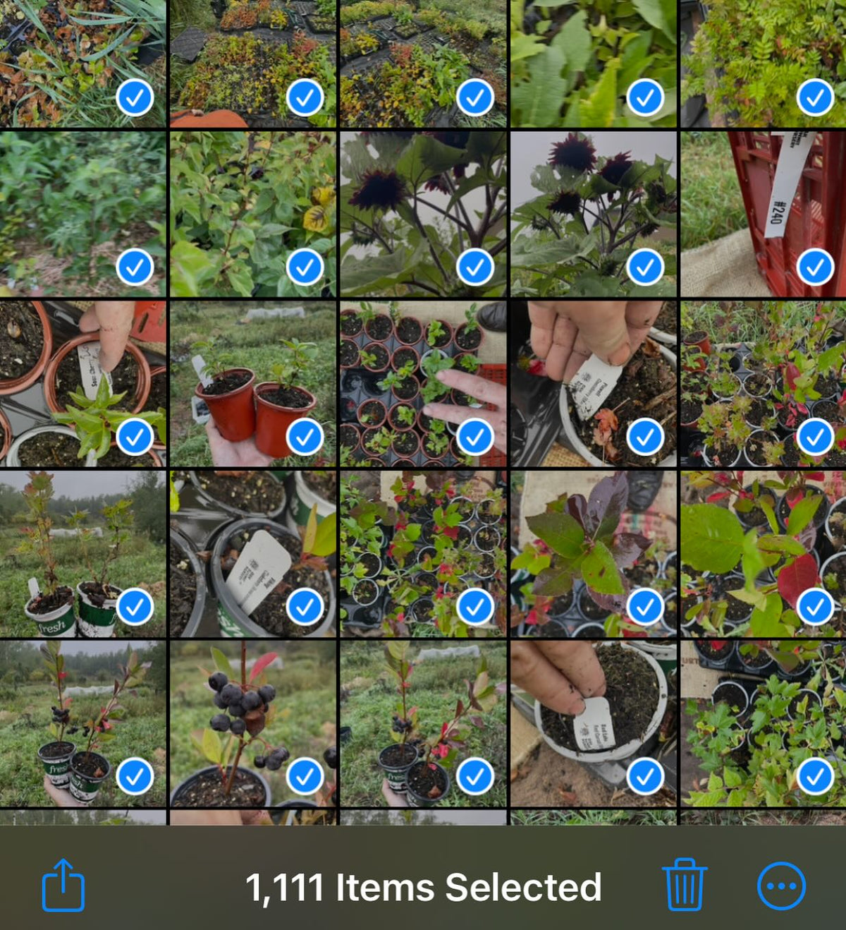1k photos of plants in a week, what a system