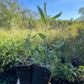Sauce rizado (Salix sp.) - Zona 4/5