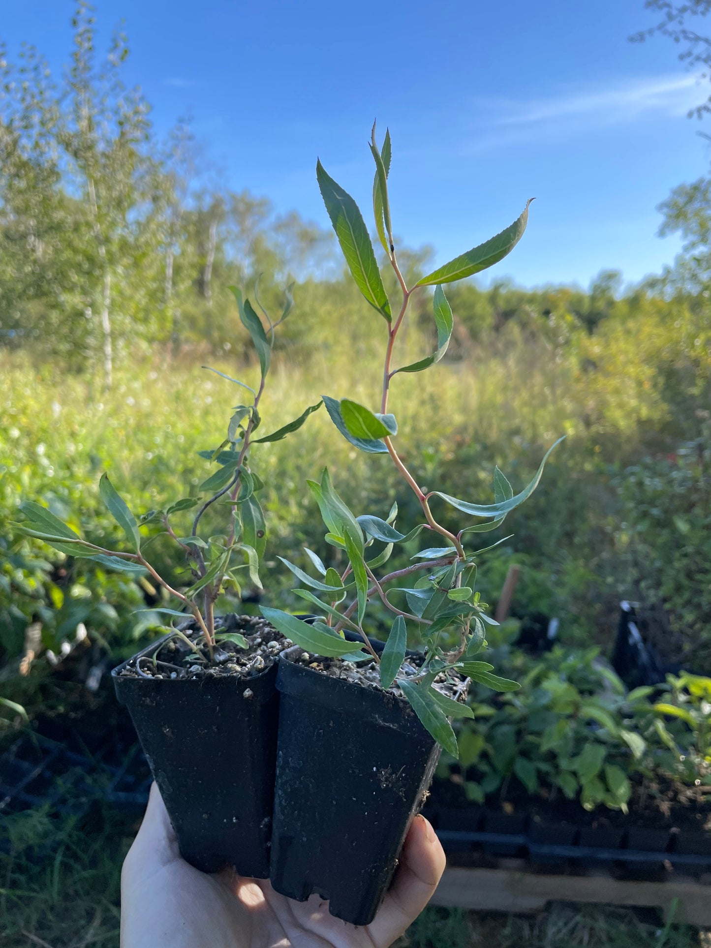 Curly Willow (Salix sp.) - Zone 4/5