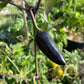Czech Black Pepper - Pepper Seeds - Heirloom Hot Pepper - 10+ Seeds