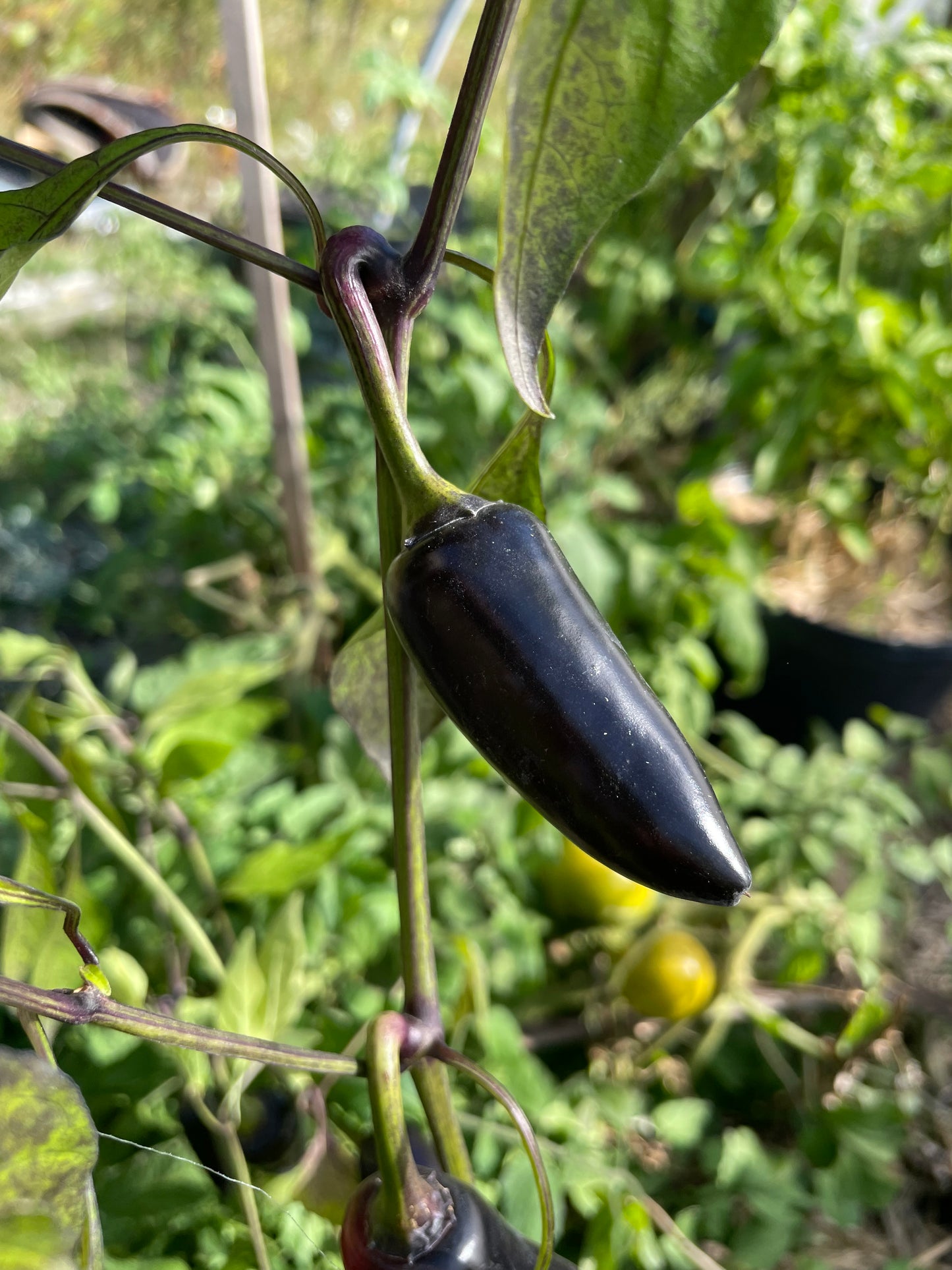 Czech Black - Pepper Seeds - Heirloom Hot Pepper - 10+ Seeds