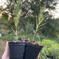 Chuyskaya Sea Buckthorn (Hippophae rhamnoides 'Chuyskaya')
