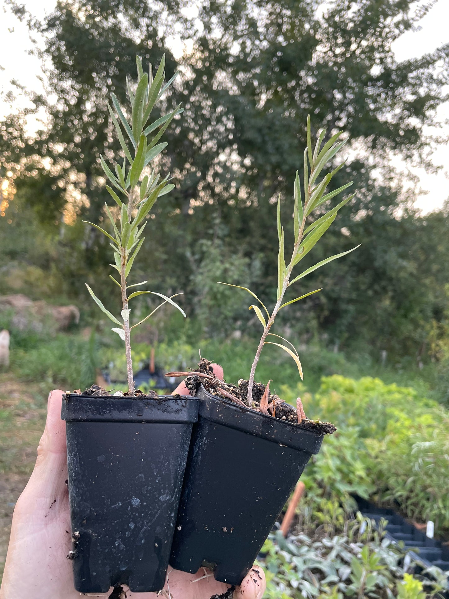 L'argousier de Chuyskaya (Hippophae rhamnoides 'Chuyskaya')